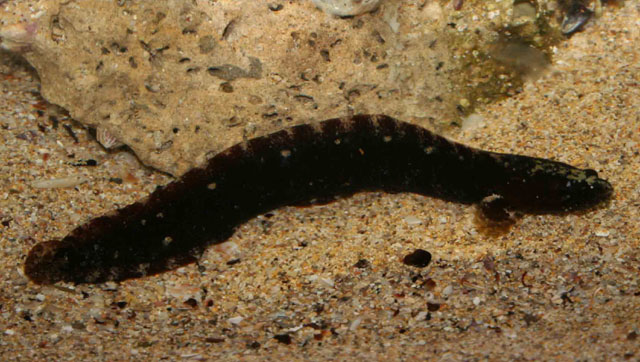 南极蛇鳚(Ophiclinus antarcticus)
