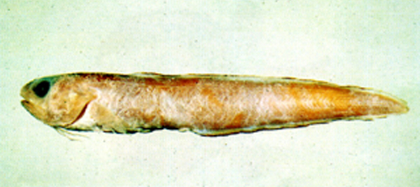 蓆鳞鼬鳚(Ophidion asiro)