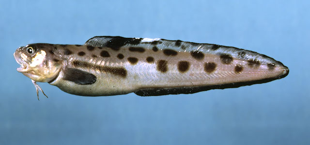 格氏鼬鳚(Ophidion grayi)