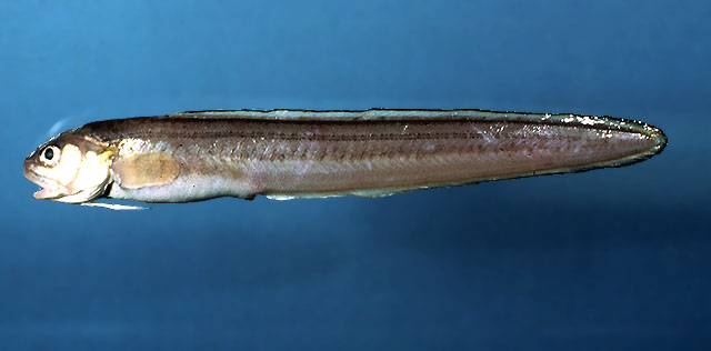 缘鼬鳚(Ophidion marginatum)