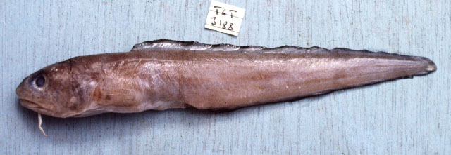黑边鼬鳚(Ophidion muraenolepis)