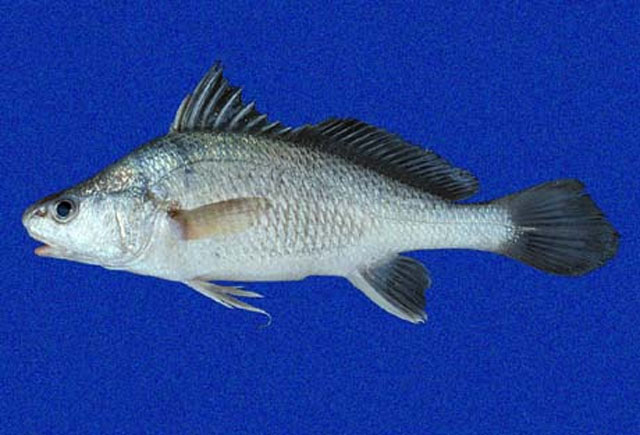 蛇石首鱼(Ophioscion typicus)