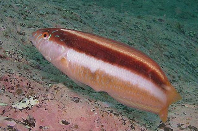 白条毛利隆头鱼(Ophthalmolepis lineolata)