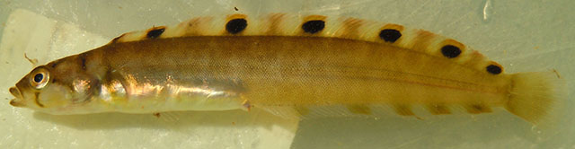 斑鳍背斑鳚(Opisthocentrus tenuis)