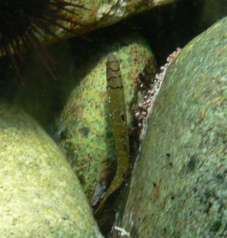 垂纹背斑鳚(Opisthocentrus zonope)