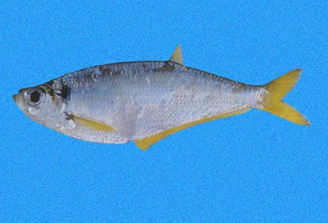 大眼后鳍鱼(Opisthopterus macrops)