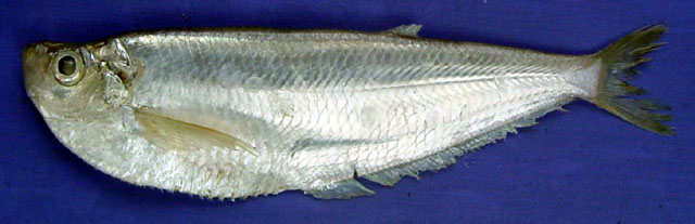 后鳍鱼(Opisthopterus tardoore)
