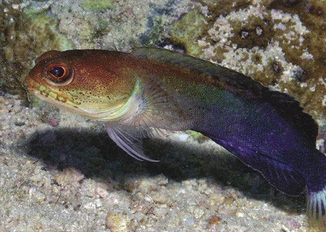 白尾后颌鰧(Opistognathus albicaudatus)