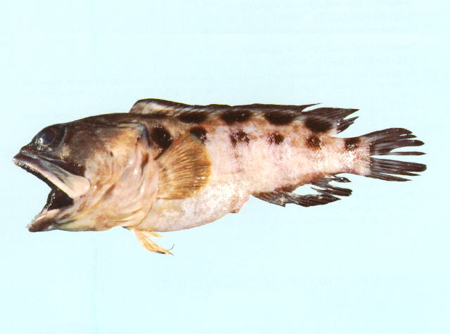 背斑后颌鰧(Opistognathus latitabundus)