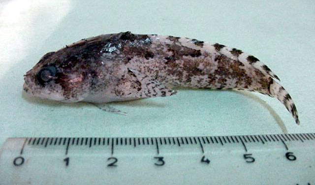 瘦体豹蟾鱼(Opsanus phobetron)