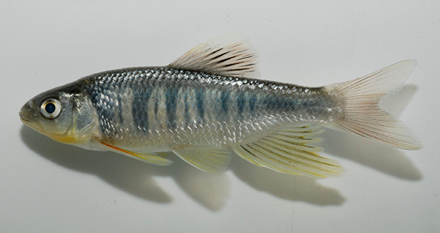 高屏马口鱼(Opsariichthys kaopingensis)