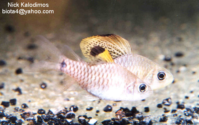 似泉水山鲃(Oreichthys crenuchoides)