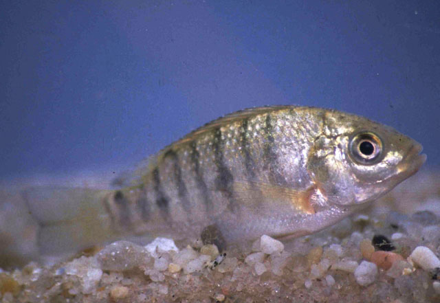 大臂口孵非鲫(Oreochromis macrochir)