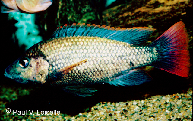 希拉纳口孵非鲫(Oreochromis shiranus)