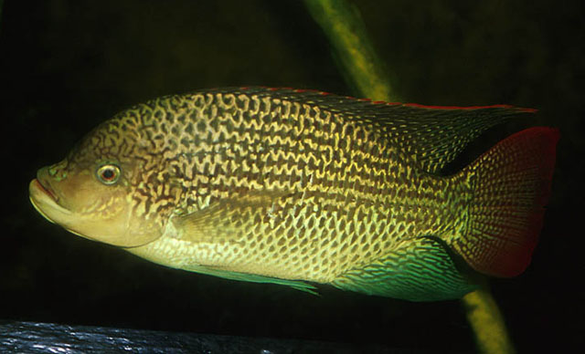 坦噶尼喀口孵非鲫(Oreochromis tanganicae)