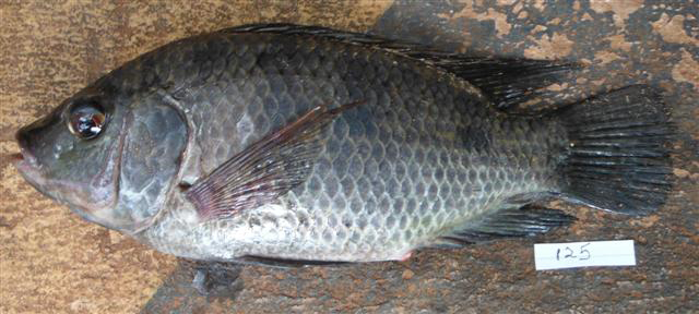 尾鳞口孵非鲫(Oreochromis urolepis)