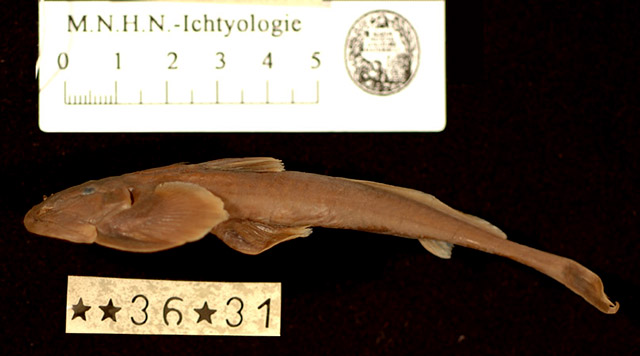 细尾异齿鰋(Oreoglanis delacouri)