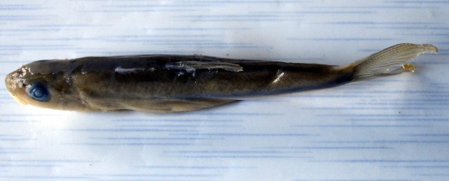 大鳍异齿鰋(Oreoglanis macropterus)