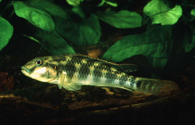 横带直口非鲫(Orthochromis kasuluensis)