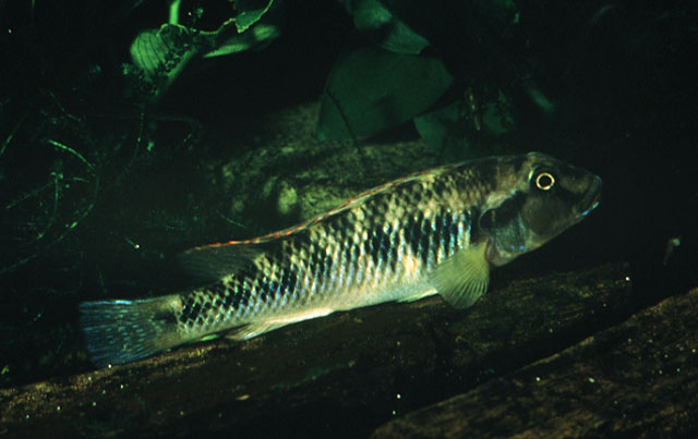 眼纹直口非鲫(Orthochromis luichensis)
