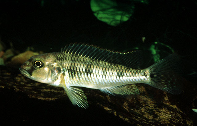 布隆迪直口非鲫(Orthochromis malagaraziensis)