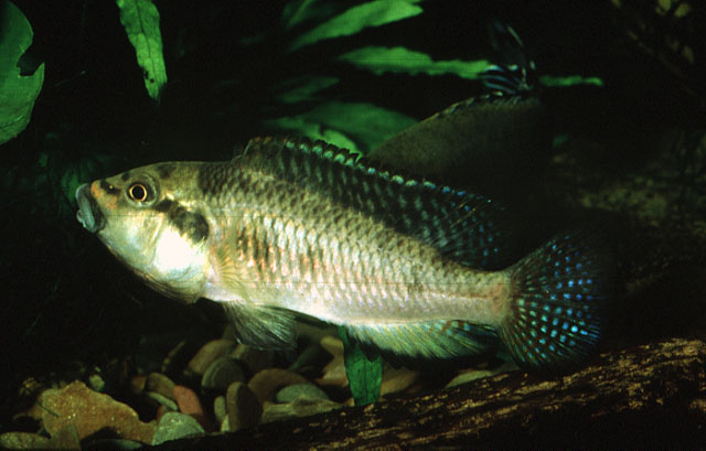 眼带直口非鲫(Orthochromis mazimeroensis)