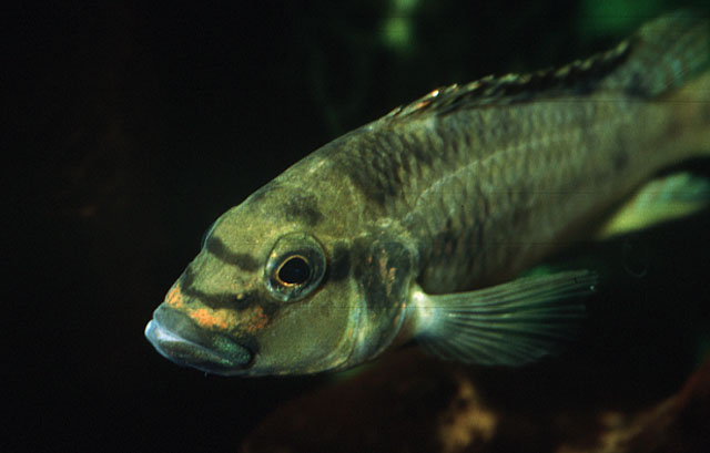 隆额直口非鲫(Orthochromis mosoensis)