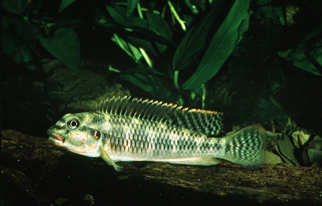 红唇直口非鲫(Orthochromis rubrolabialis)