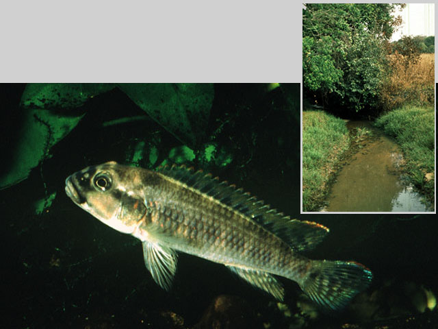 横斑直口非鲫(Orthochromis rugufuensis)