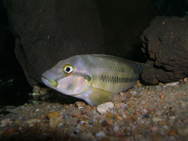 斯氏直口非鲫(Orthochromis stormsi)