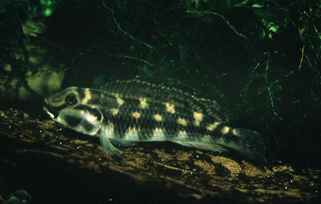 井纹直口非鲫(Orthochromis uvinzae)