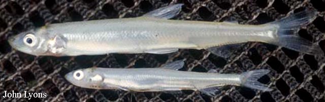 亚洲胡瓜鱼(Osmerus mordax dentex)