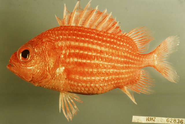 高鳍骨鳂(Ostichthys hypsipterygion)