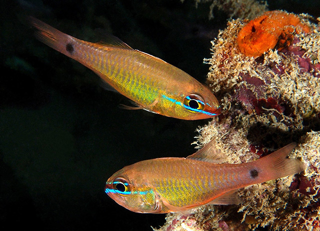 羊角天竺鲷(Ostorhinchus capricornis)