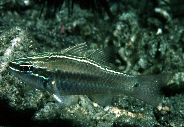 哈茨氏鹦天竺鲷(Ostorhinchus hartzfeldii)