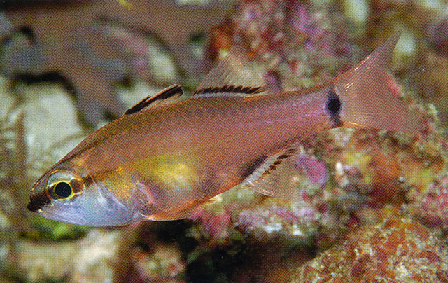 细带鹦天竺鲷(Ostorhinchus leptofasciatus)