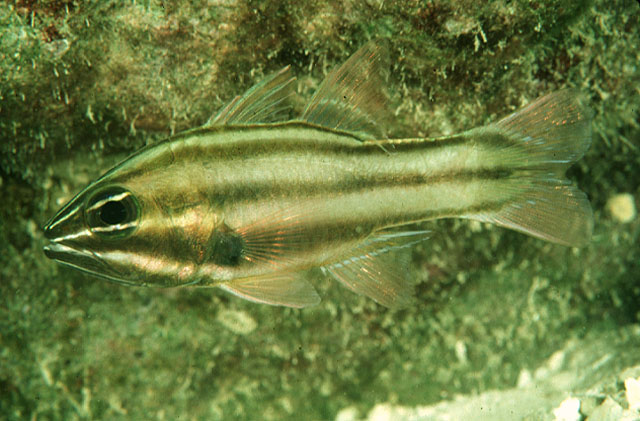 九线鹦天竺鲷(Ostorhinchus novemfasciatus)