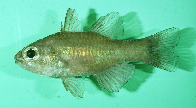 线带天竺鲷(Ostorhinchus pallidofasciatus)