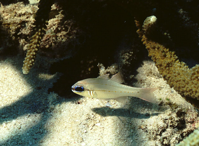 西尔鹦天竺鲷(Ostorhinchus sealei)