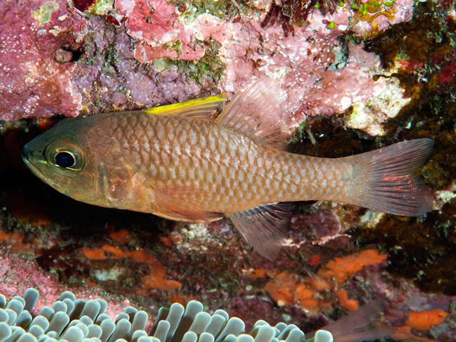 点尾鹦天竺鲷(Ostorhinchus urostigmus)