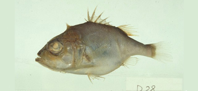 矛状鳂鲈(Ostracoberyx dorygenys)