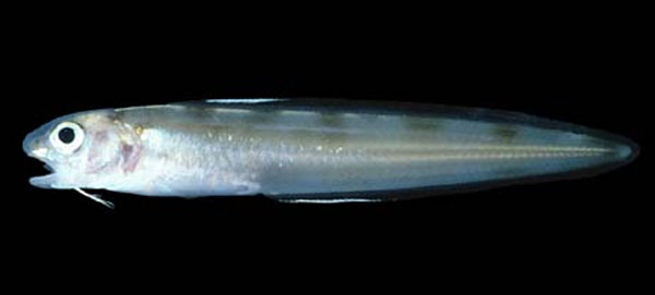 加拉帕戈斯岛孔鳔鼬鳚(Otophidium indefatigabile)