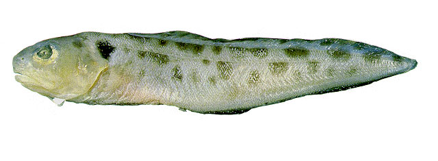 盖斑孔鳔鼬鳚(Otophidium omostigma)