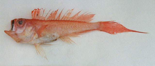 带状拟赤刀鱼(Owstonia totomiensis)