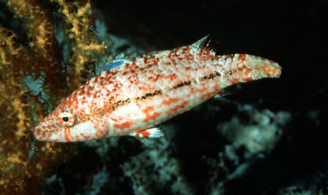 斑点尖唇鱼(Oxycheilinus arenatus)