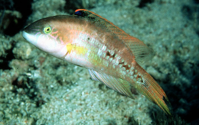 双斑尖唇鱼(Oxycheilinus bimaculatus)