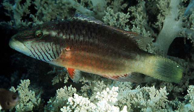 双线尖唇鱼(Oxycheilinus digramma)