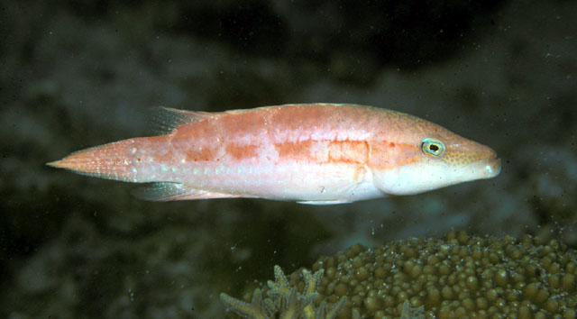 东方尖唇鱼(Oxycheilinus orientalis)