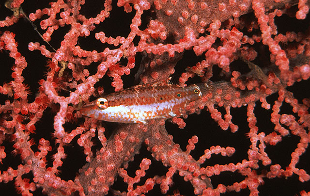 单带尖唇鱼(Oxycheilinus unifasciatus)