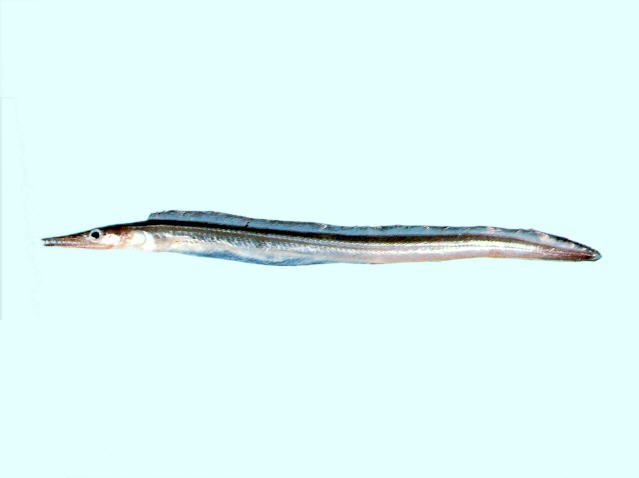 细颌鳗(Oxyconger leptognathus)